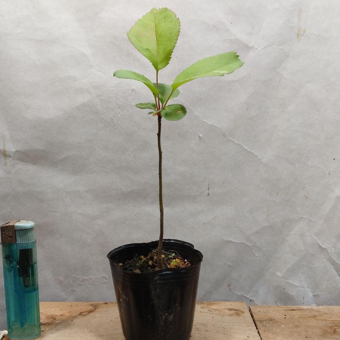 Amazon.co.jp: 植木苗 ズミの苗 : DIY・工具・ガーデン